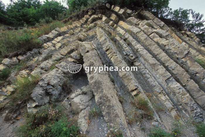 Pli dans des couches sédimentaires (Col d'Espreaux) - gryphea.com